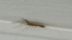 Scutigera coleoptrata
