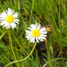 Calotis anthemoides - Photo 由 Lorraine Phelan 所上傳的 (c) Lorraine Phelan，保留部份權利CC BY-NC
