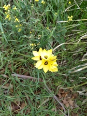 Ixia fuscocitrina