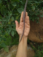 Dolichandrone atrovirens