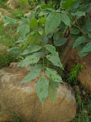 Dolichandrone atrovirens