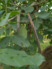 Dolichandrone atrovirens