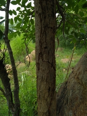 Dolichandrone atrovirens