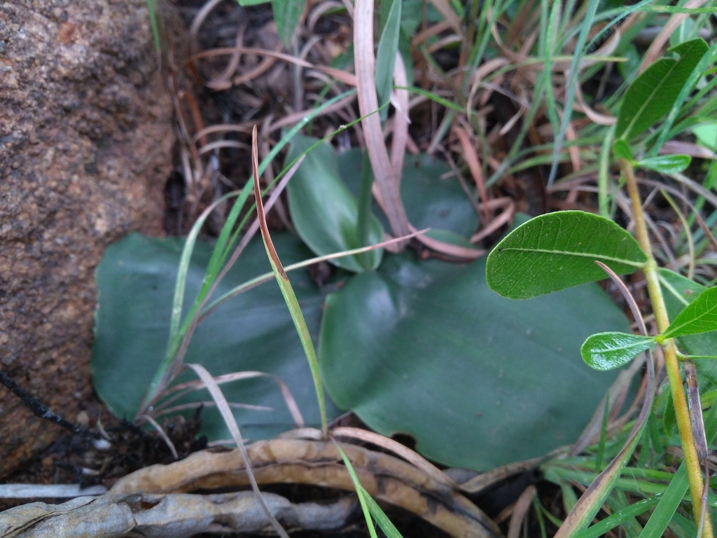 Habenaria roxburghii