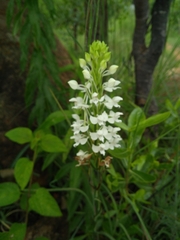 Habenaria roxburghii