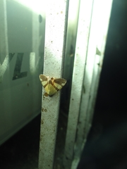 Eulepidotis julianata