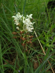 Habenaria roxburghii