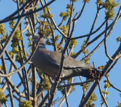Patagioenas picazuro
