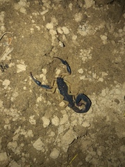 Centruroides fulvipes