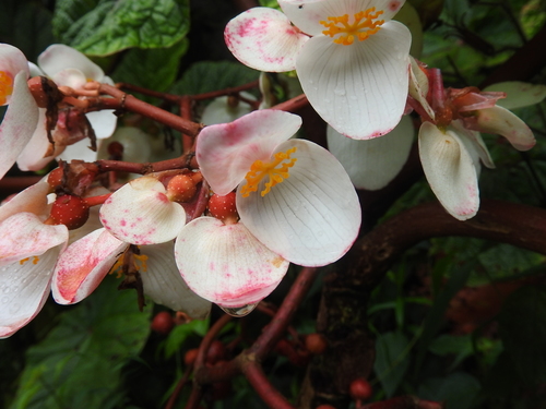 Image of Begonia baccata by no rights reserved