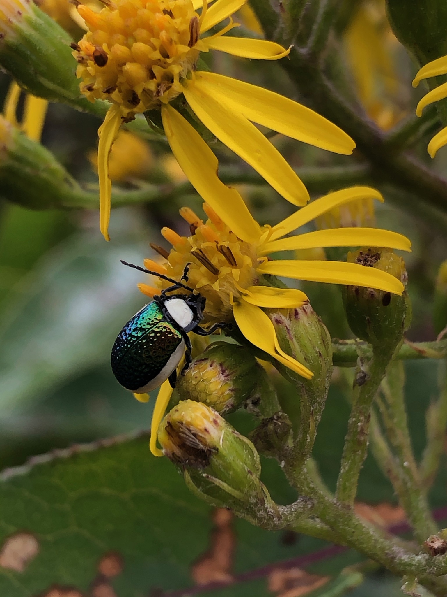 Chrysomelidae image