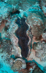 Tridacna derasa