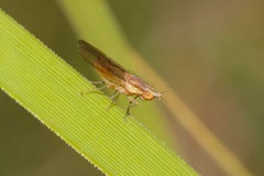 Trigonometopsis binotata