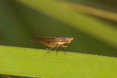 Trigonometopsis binotata