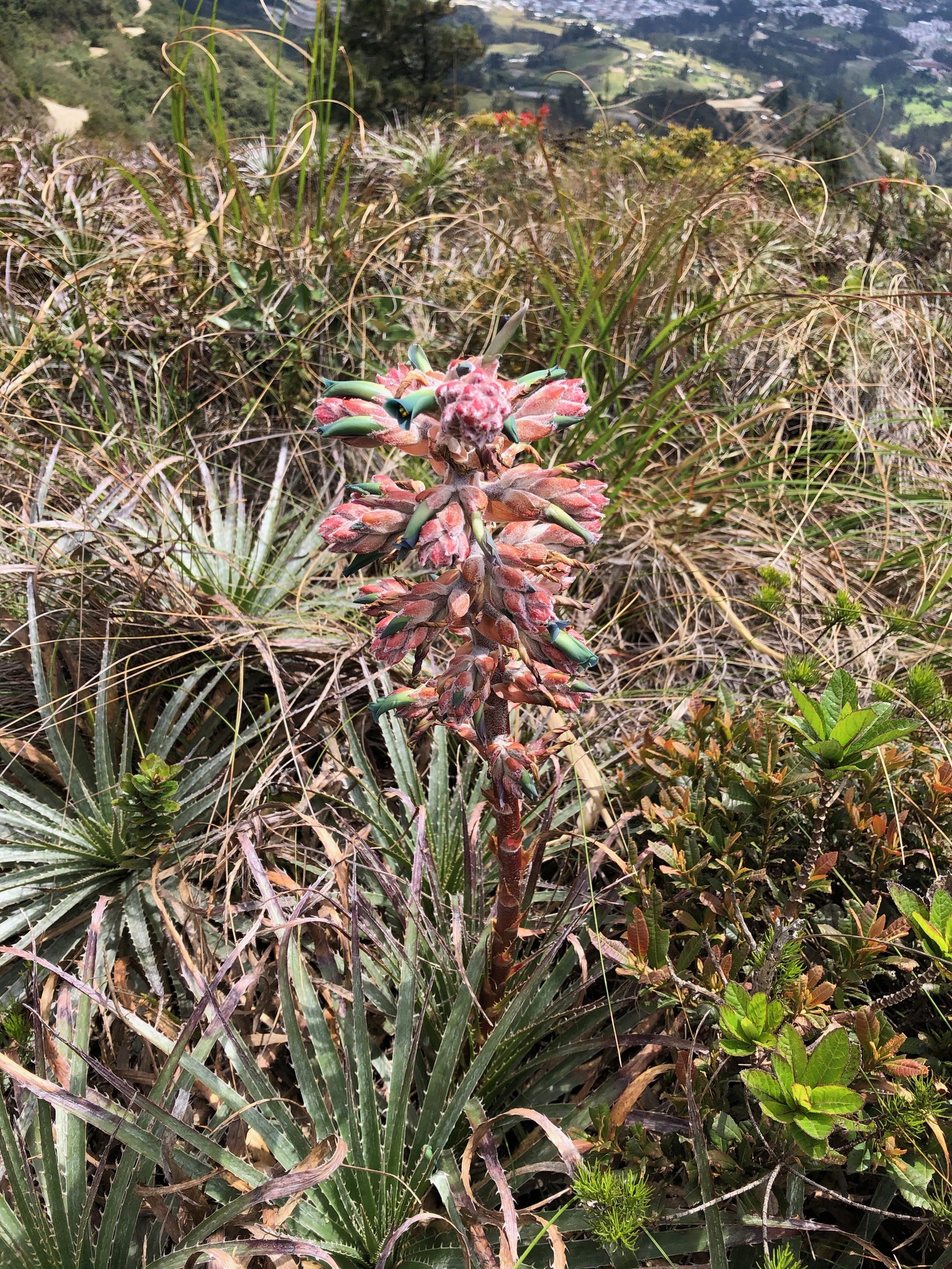 Puya parviflora image
