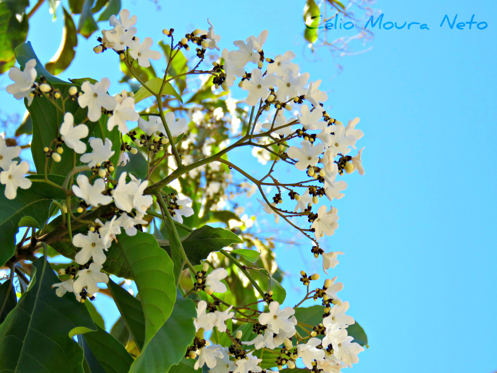 Cordia oncocalyx