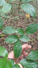 Calycanthus