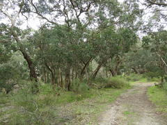 Eucalyptus baueriana
