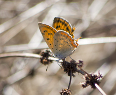 Lycaena ottomanus