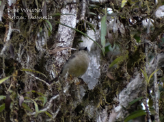 Pachycephala griseonota griseonota