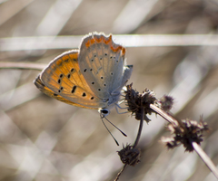Lycaena ottomanus