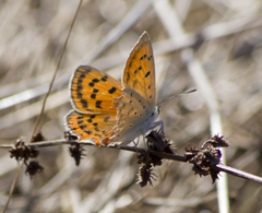 Lycaena ottomanus