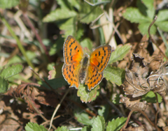 Lycaena ottomanus