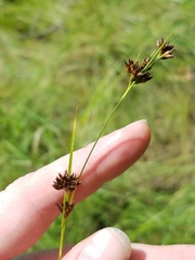 Rhynchospora capitellata