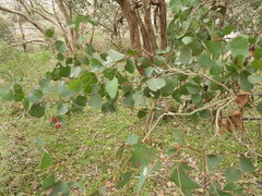 Eucalyptus baueriana
