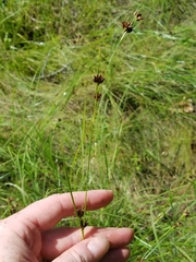 Rhynchospora capitellata