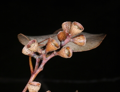 Eucalyptus baueriana