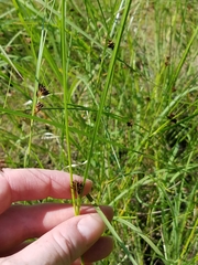 Rhynchospora capitellata