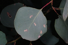 Eucalyptus baueriana