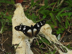 Hypolimnas anthedon anthedon