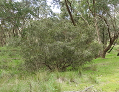 Melaleuca paludicola