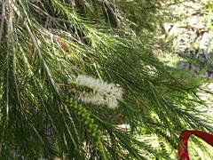 Melaleuca armillaris