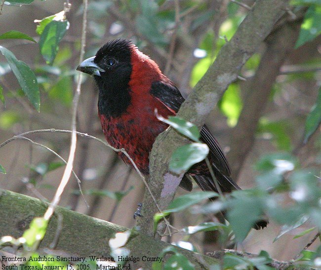 Red-and-black Grosbeaks