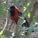 Crimson-collared Grosbeaks - Photo (c) upupamartin, some rights reserved (CC BY-NC-ND), uploaded by upupamartin