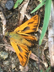 Hylephila phyleus