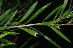 Melaleuca paludicola
