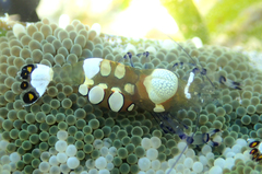 Ancylocaris brevicarpalis