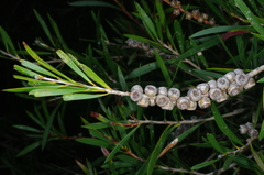 Melaleuca paludicola