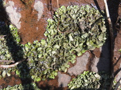 Dermatocarpon luridum