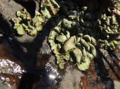 Dermatocarpon luridum