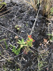 Castilleja fissifolia