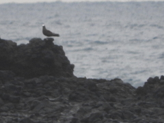 Anous minutus atlanticus