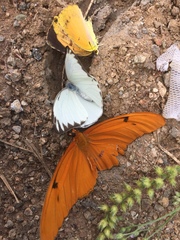 Dryas iulia