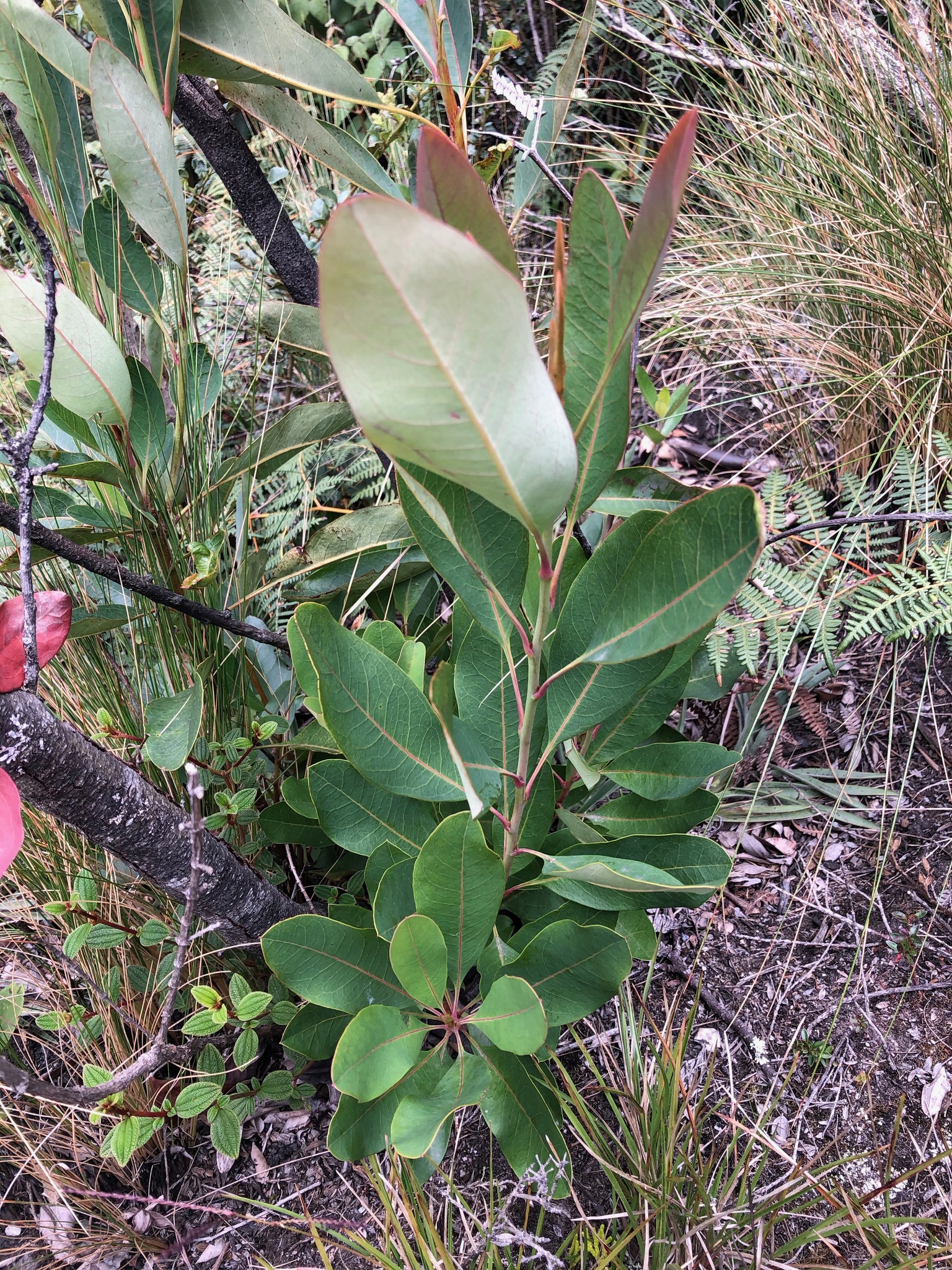 Proteaceae image
