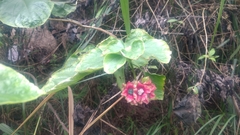 Clerodendrum canescens