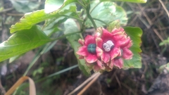 Clerodendrum canescens